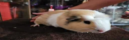 Guinea Pig rodents for sale: Guinea Pig Free to Good Home - Advert 8