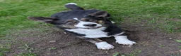 Welsh Corgi Cardigan dogs for sale: NO LITTER, JUST FEMALE CORGI - Advert 1