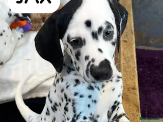 Dalmatian dogs KC Reg Dalmatian Puppies Black & Liver Ready Now - Advert 6