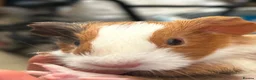 Guinea Pig rodents for sale: Baby guinea pigs, 3 pairs of male & 1 x females - Advert 14