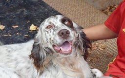 English Setter dogs for adoption: Kira  - Image 7