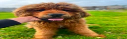 Tibetan Mastiff dogs for sale: World-Class Lion Head Tibetan Mastiff Puppies in Lanark - Advert 3