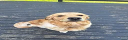Golden Shepherd dogs for sale: Golden Shepherd puppies for sale!!  in Llandrindod Wells - Advert 4