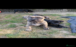 Mixed Breed dogs for sale: 🐾 Presa Canario cross Puppies for Sale 🐾 - Image 5