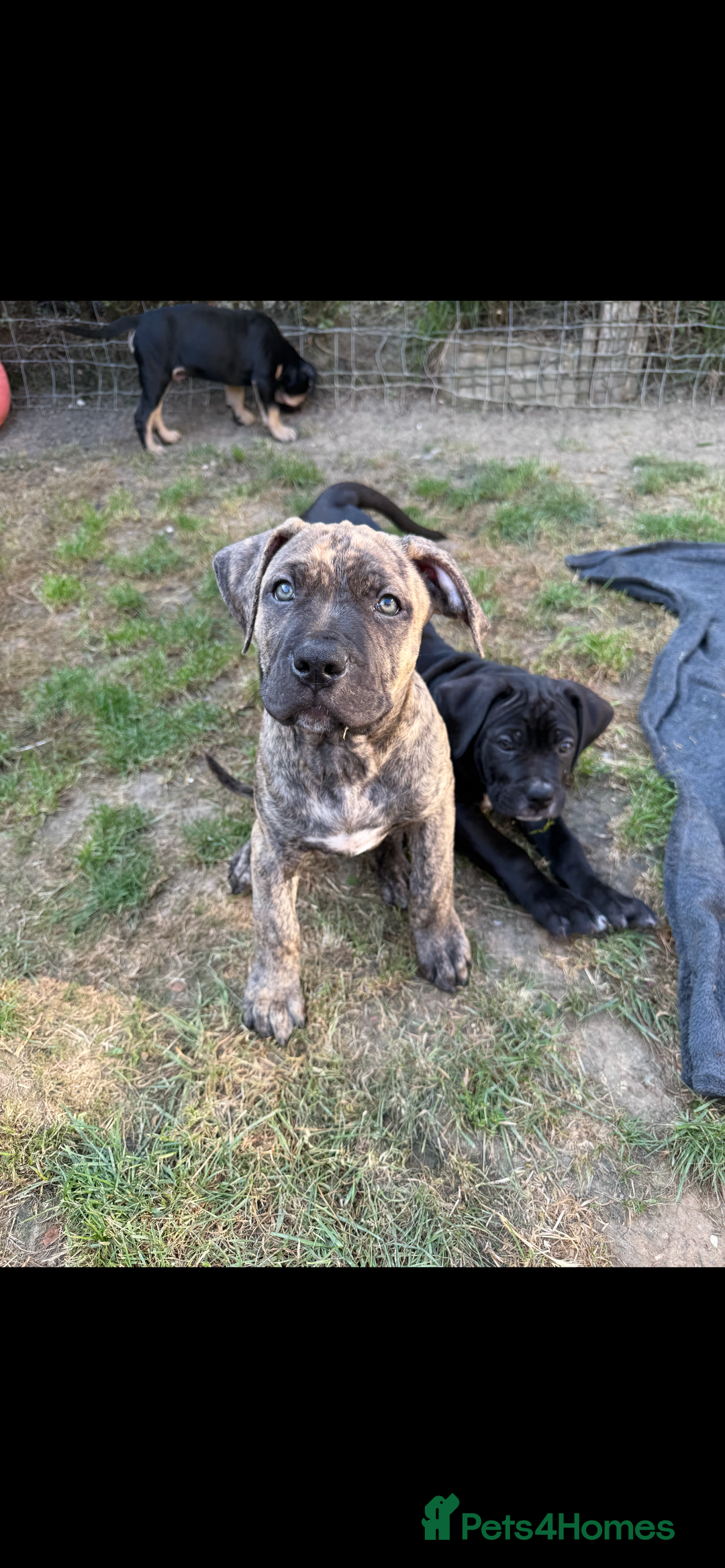 Mixed Breed dogs for sale: 🐾 Presa Canario cross Puppies for Sale 🐾 - Image 5