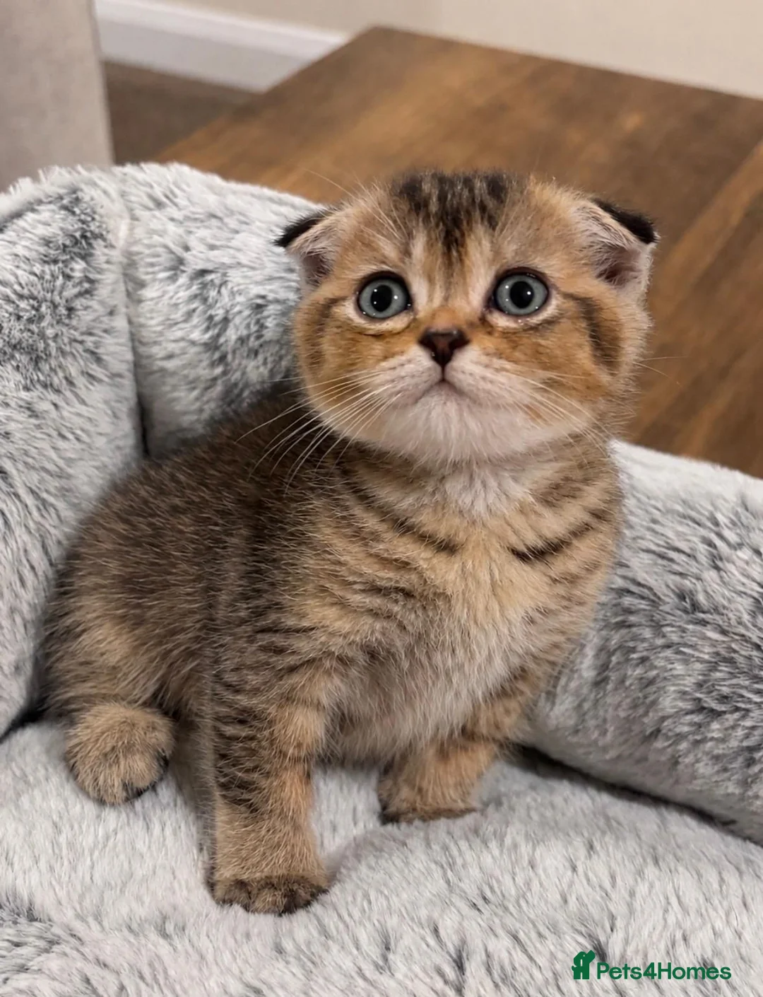 Scottish Fold cats for sale: Scottish Fold cuddlies - Advert 9