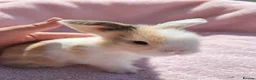Mini Lion Lop rabbits for sale: Breeding pair of mini lion lops plus babies - Advert 10