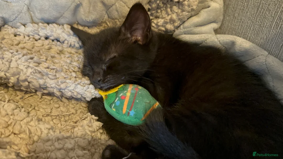 Mixed Breed cats for sale: Beautiful Male Sphynx X Tabby Mackrell Kittens  - Advert 11