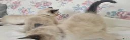 Ragamese cats for sale: Gorgeous Ragdoll x Siamese Kittens - Advert 19