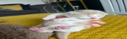 Mixed Breed cats for sale: Kittens half Maine Coon - Advert 7