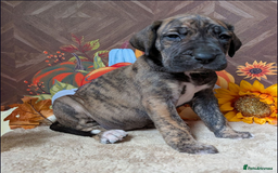 Great Dane dogs for sale:  Beautiful Great Dane Pups-Ready for Forever Homes - Image 16