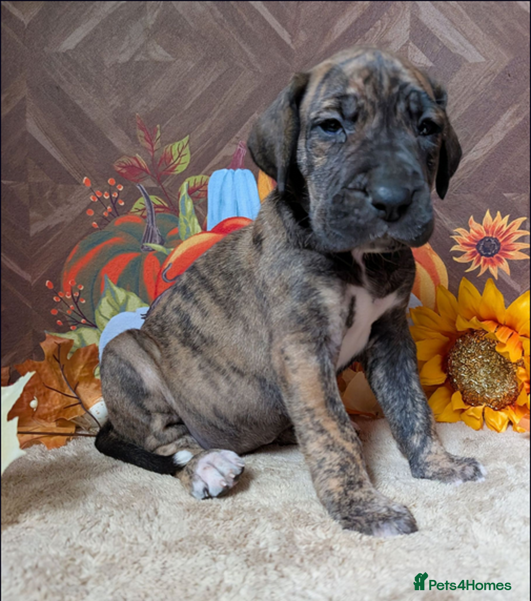 Great Dane dogs for sale:  Beautiful Great Dane Pups-Ready for Forever Homes - Image 16