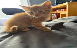 Mixed Breed cats for sale: 5 kittens looking for their forever homes  - Image 4