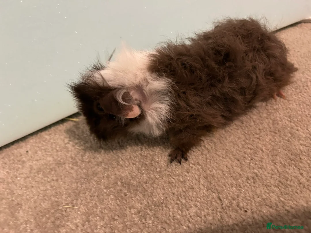 Guinea Pig rodents for sale: Female guinea pigs  - Advert 8