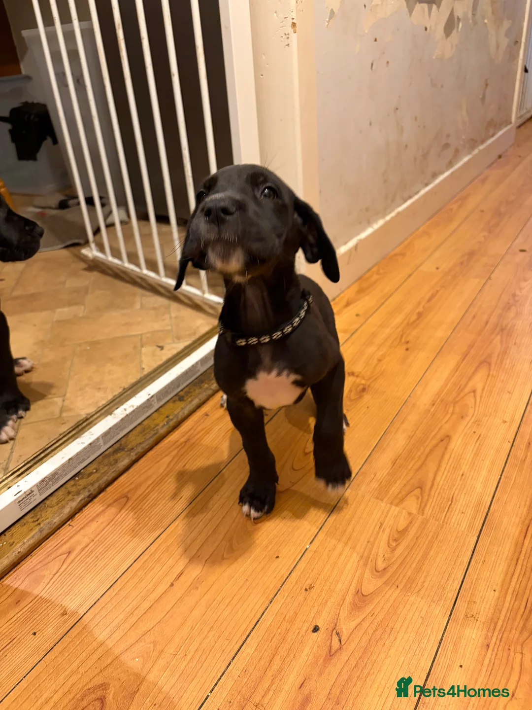 Great Dane dogs for sale: 9 Pure Bred Dane Pups  - Advert 8