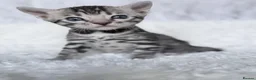 Bengal cats for sale: Exceptional Silver Bengal Kittens in Basingstoke - Advert 5