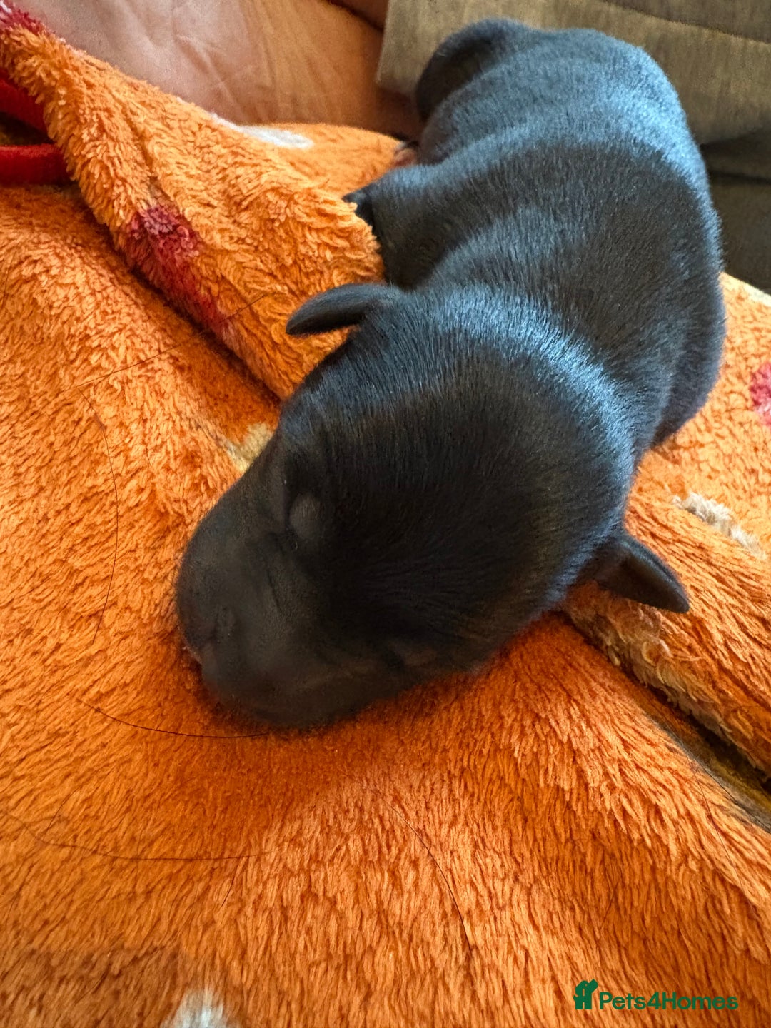 Mixed Breed dogs for sale: Beautiful whippet cross labrador(collie) puppies  - Image 10