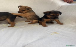 Lakeland Terrier dogs for sale: Lakeland terrier  - Image 10