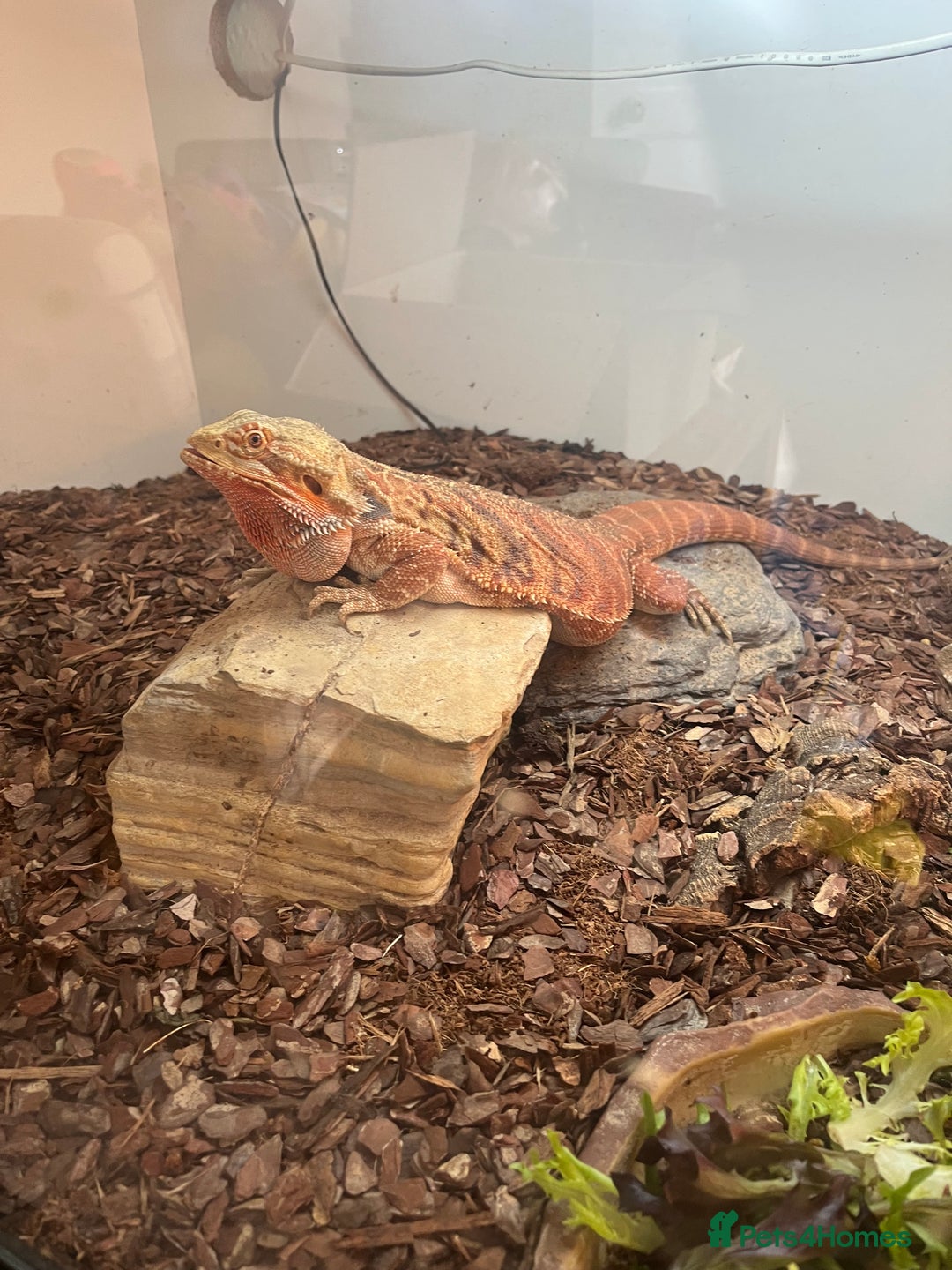 Bearded Dragon reptiles for sale: Red bearded dragon female with Viv and set up  - Image 6