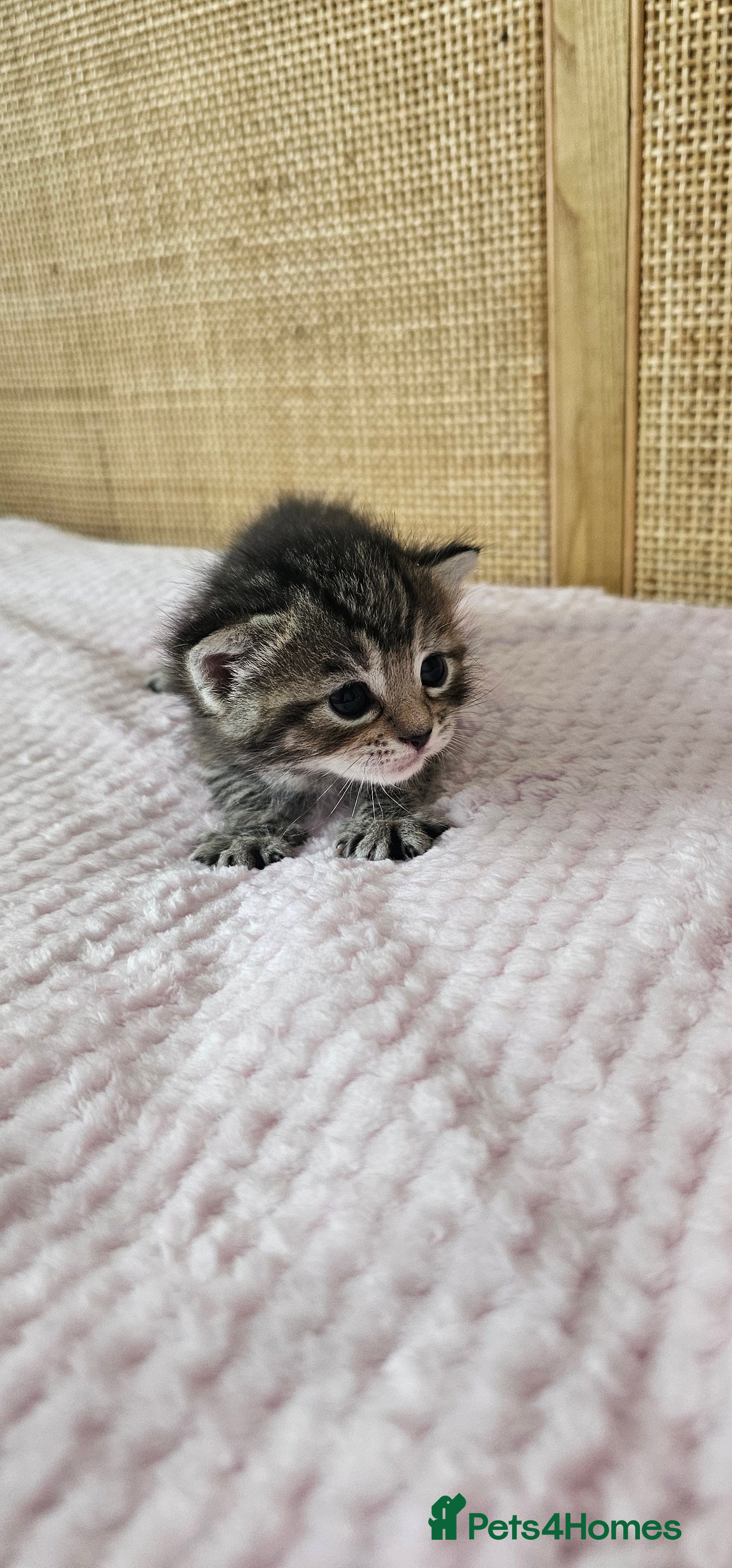 Mixed Breed cats for sale: Beautiful Bengal Mix Kittens - Advert 17