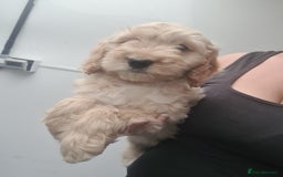 Cockapoo dogs for sale: Beautiful F1 Cockapoos- Ready Now  - Image 1