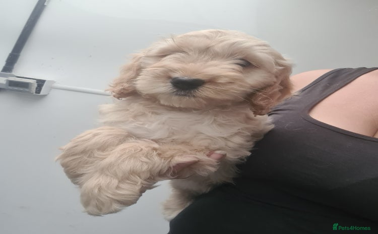 Cockapoo dogs - Advert 2