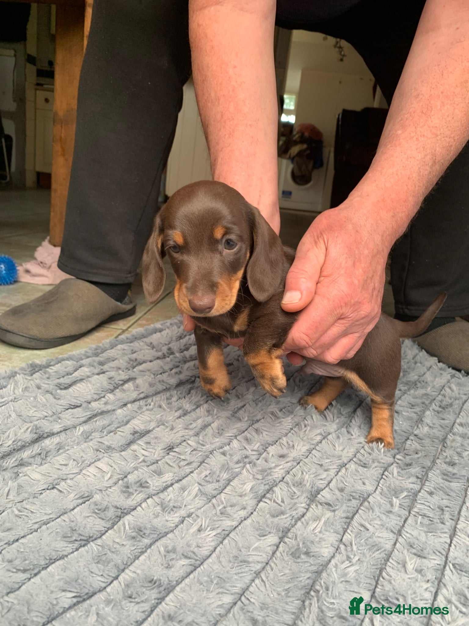 Miniature Dachshund dogs for sale: Miniature daschund  in Neath - Advert 2