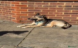 German Shepherd dogs for adoption: Wallie: Saved in the Final Moments - Image 5