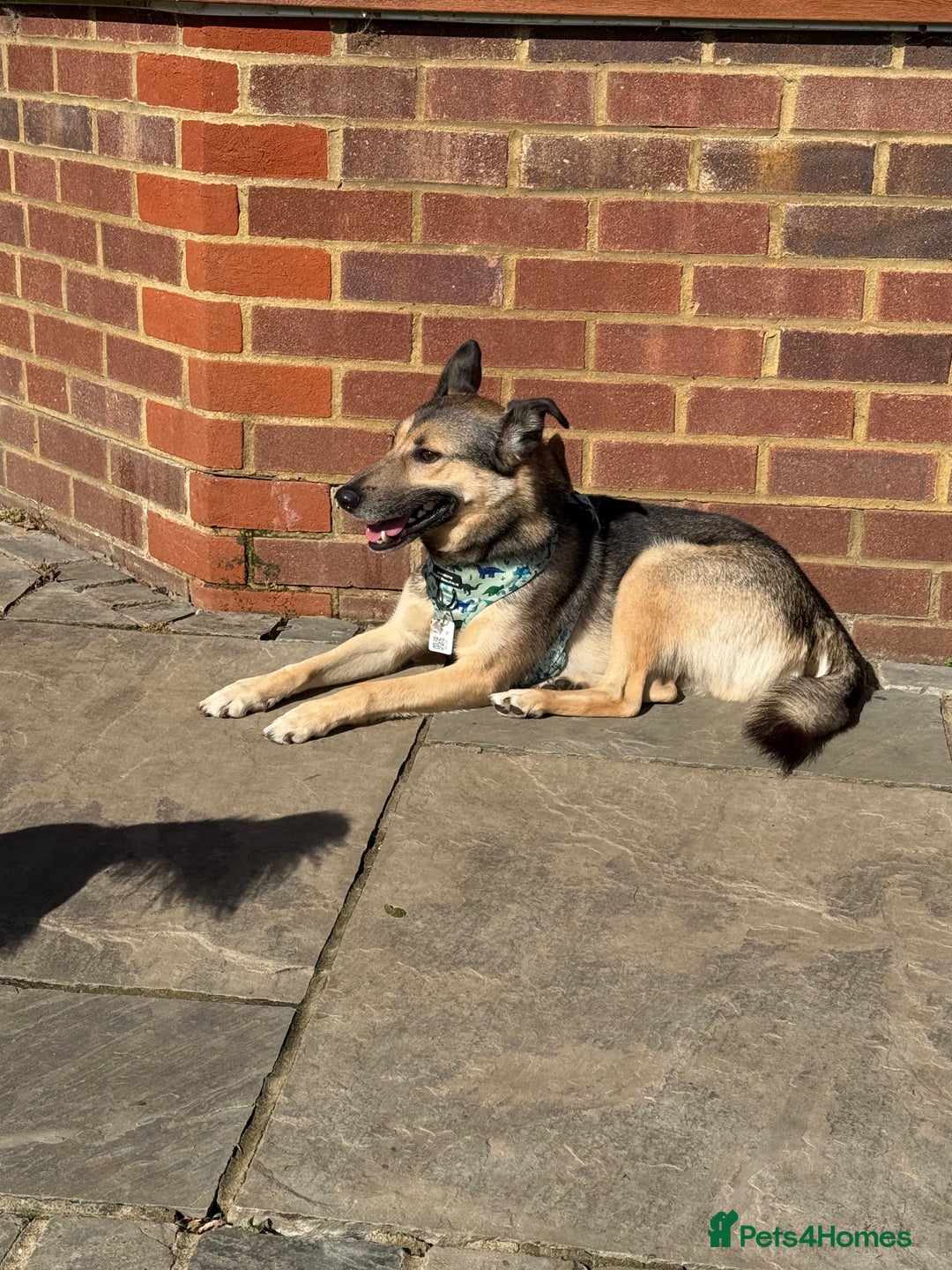 German Shepherd dogs for adoption: Wallie: Saved in the Final Moments - Image 5