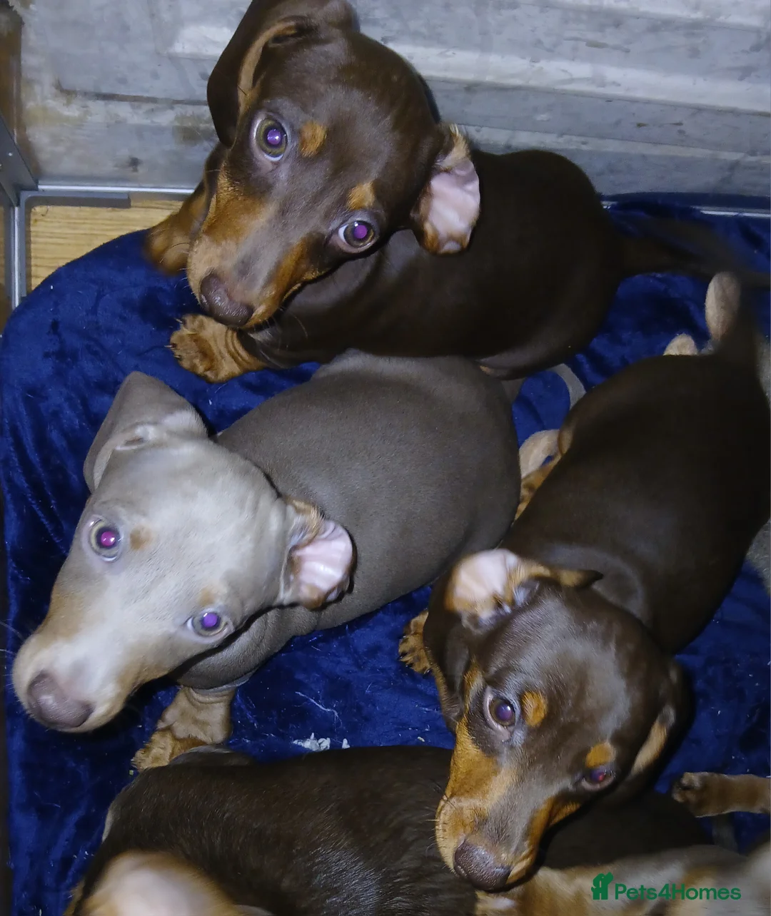 Dachshund dogs for sale: Now only 2 male mini dachshund puppies  - Advert 10
