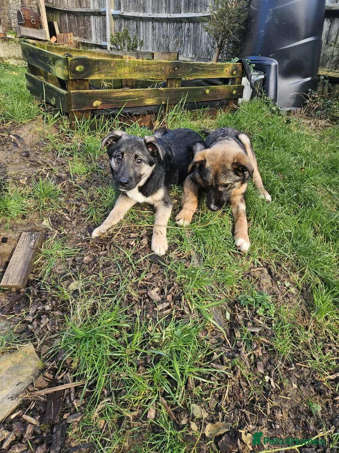 Mixed Breed dogs for adoption: Roquefort for Adoption!  - Advert 13