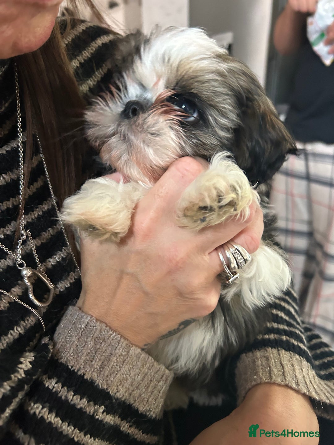 Shih Tzu dogs for sale: 2 BEAUTIFUL BOYS REMAINING - Image 5