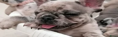 French Bulldog 2