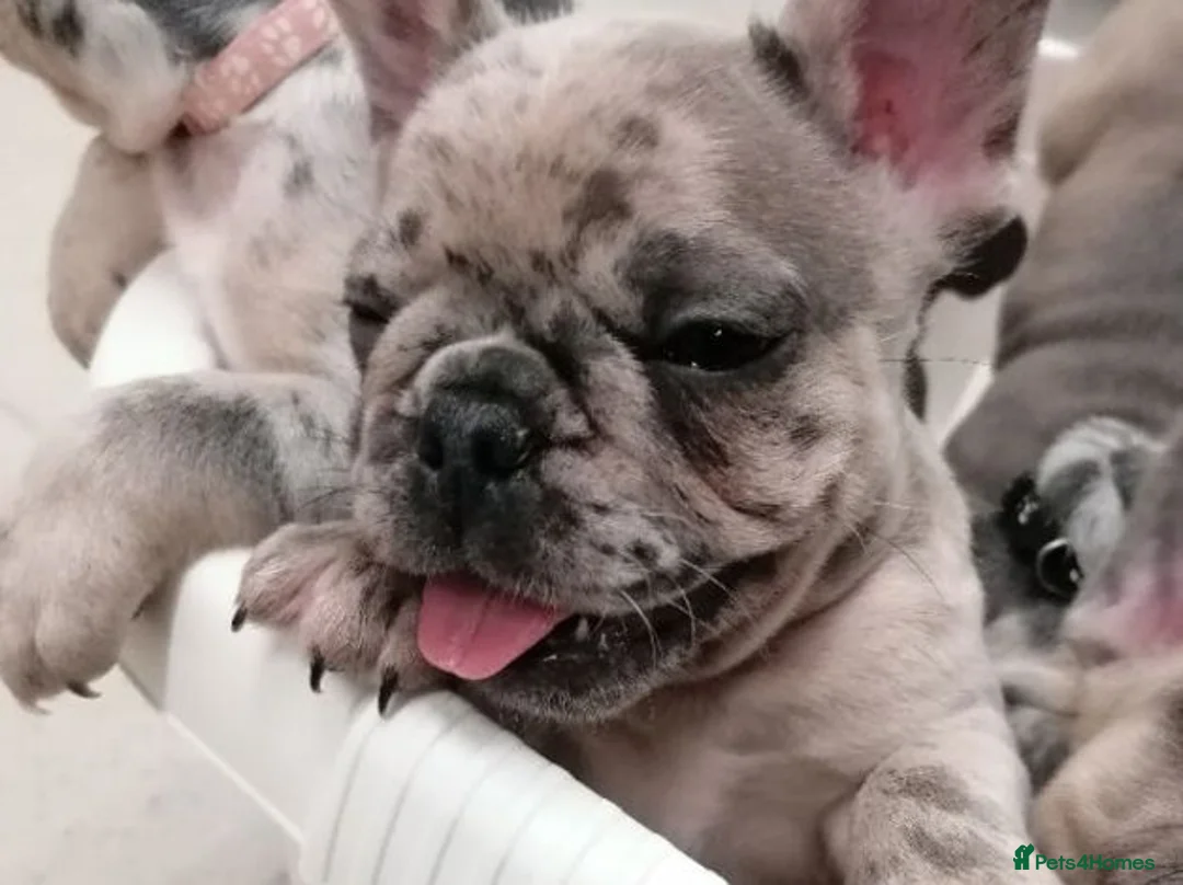 French Bulldog dogs for sale: Adorable Litter French Bulldog Puppies in Coventry - Advert 7