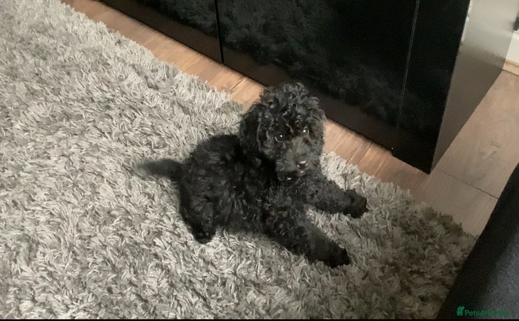 Doxiepoo dogs - Advert 1