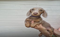 Dachshund dogs for sale: 🏡🐾 Isabella Dachshund Puppies - Ready Now 🐾🏡 - Advert 4