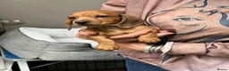 Miniature Dachshund dogs for sale: Top Quality KC Reg PRA Clear Mini Dachshunds - Advert 7