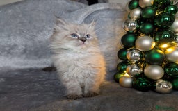 Siberian cats for sale: GCCF Registered Siberian Neva Masquerade Kittens - Image 15
