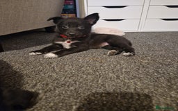 Mixed Breed dogs for sale: Border collie cross kelpie - Image 10