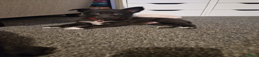 Mixed Breed Puppy 5