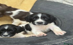 English Springer Spaniel dogs for sale: Pedigree Springer Spaniel Pups.  - Image 15
