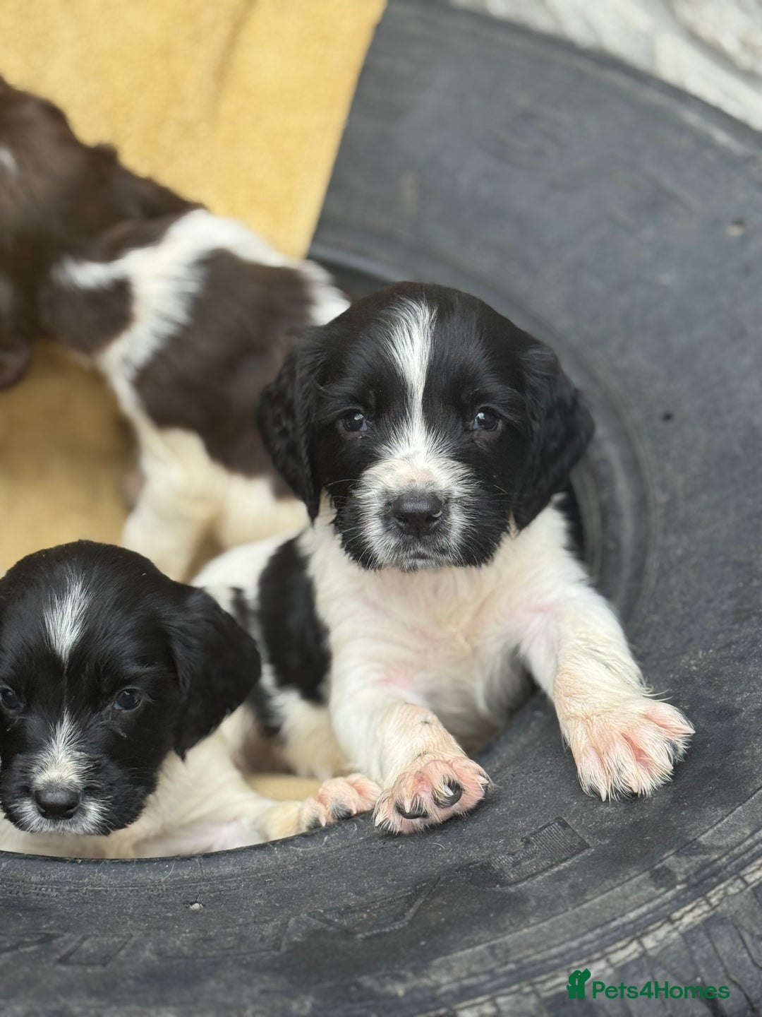 English Springer Spaniel dogs for sale: Pedigree Springer Spaniel Pups.  - Image 15