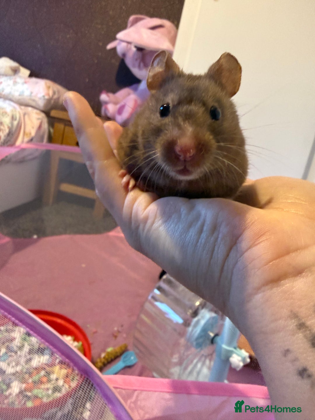 Hamster rodents for sale: 🐹❤️Super tame baby Syrian hamsters❤️🐹  - Advert 1