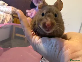 Hamster rodents 🐹❤️Super tame baby Syrian hamsters❤️🐹 - Advert 7