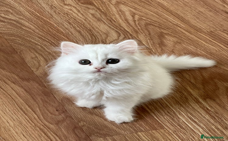 British Longhair cats - Advert 4
