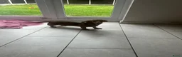 Miniature Dachshund dogs for sale: One boy available  - Advert 5