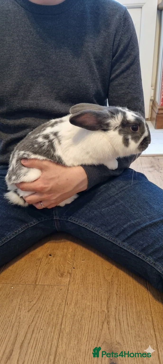 Harlequin rabbits Male Rabbit looking for a loving home - Advert 1