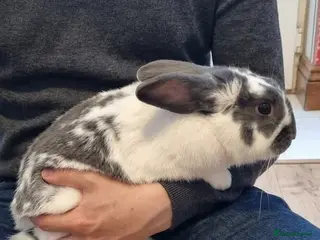 Harlequin rabbits Male Rabbit looking for a loving home - Advert 2
