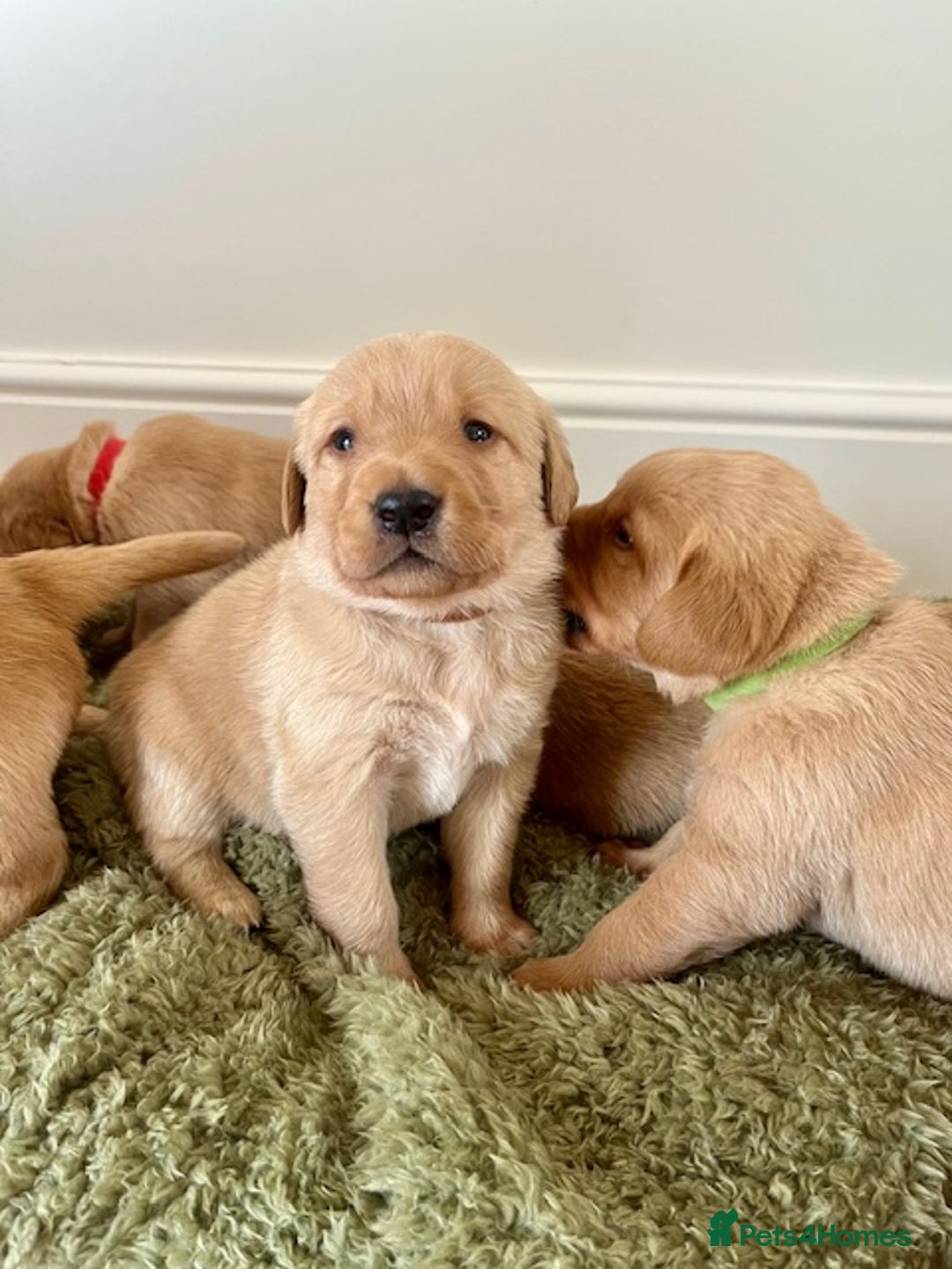 Goldador dogs for sale: Stunning Goldadors  - Image 7