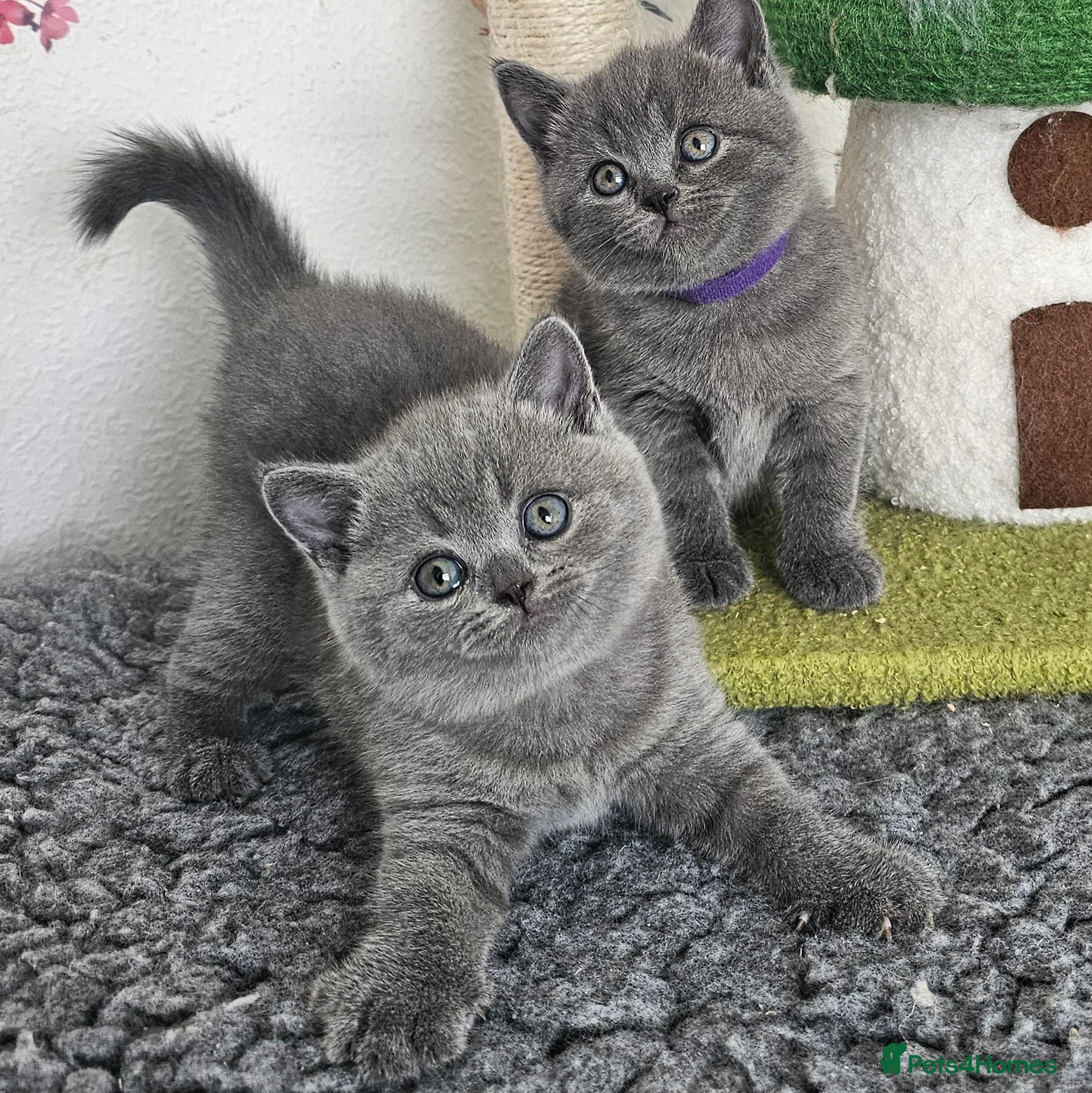 British Shorthair cats British Shorthair Kittens - Advert 1